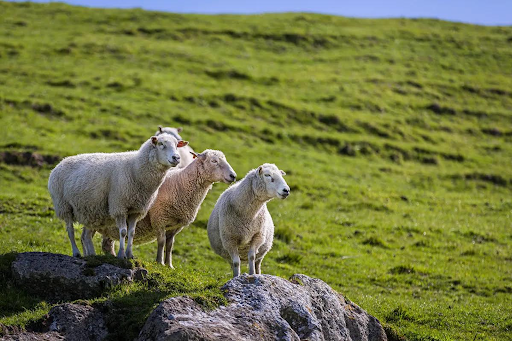 NZ’s methane reducing vaccine selected as global finalist for innovation showcase in Boston, USA